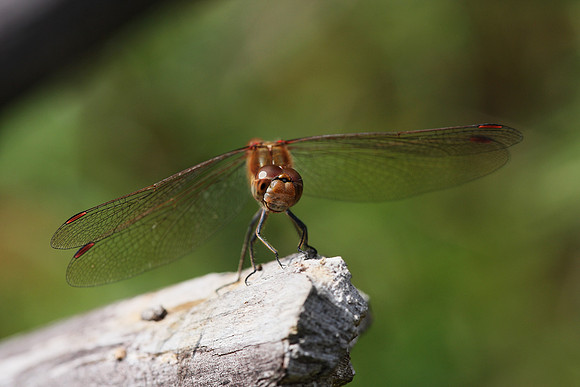Common Darter