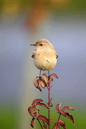 Desert Wheatear