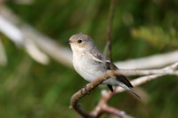 Pied Flycatcher
