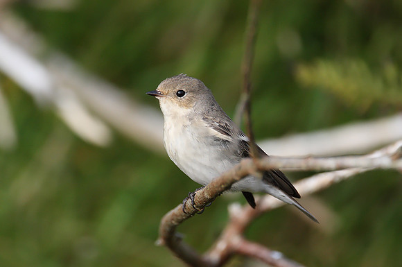 Pied Flycatcher