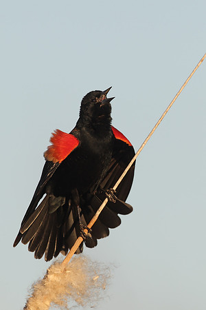 Red-winged Blackbird