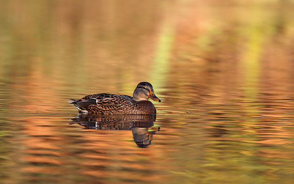 Mallard