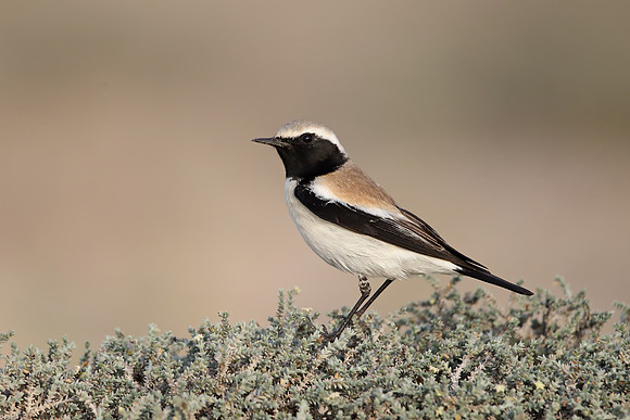 Desert Wheatear