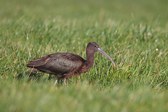 Glossy Ibis