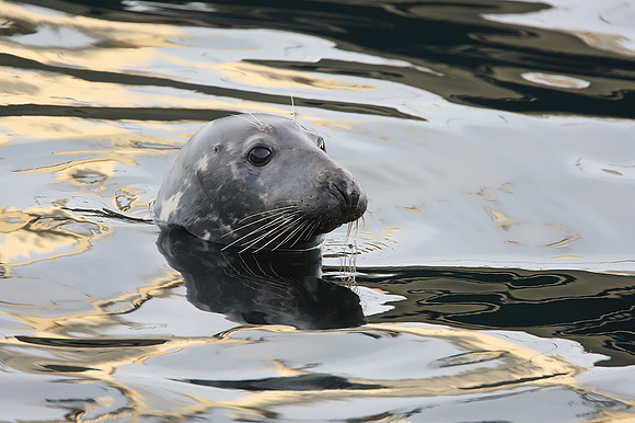 Grey Seal