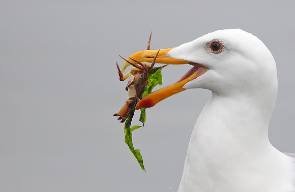 Glaucous-winged Gull