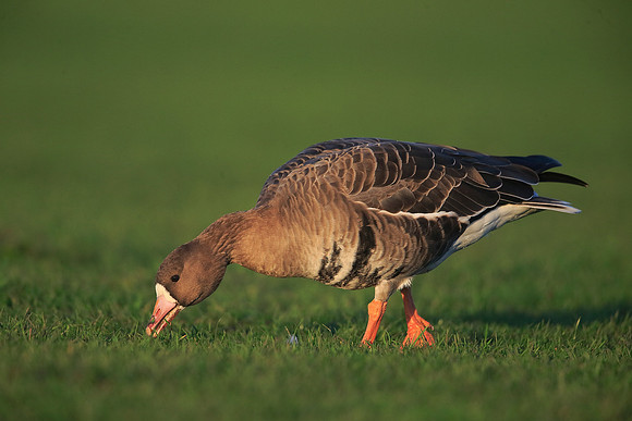 White-fronted Goose