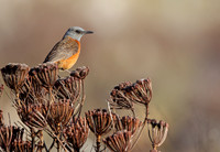 Cape Rock Thrush