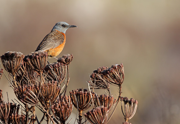 Cape Rock Thrush