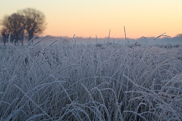 Wanstead Flats