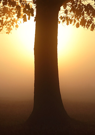 Sunbeams on Wanstead Flats