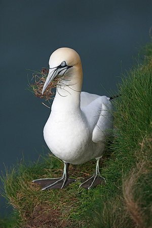 Gannet