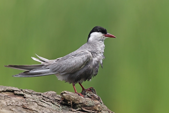 Whiskered Tern
