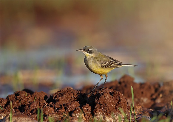 Yellow Wagtail