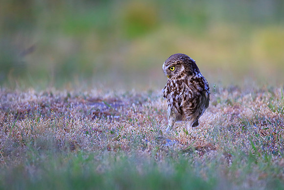 Little Owl