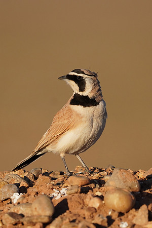 Temminck's Lark