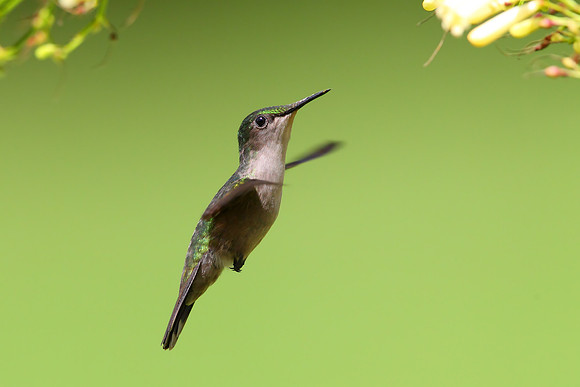 Antillean Crested Hummingbird