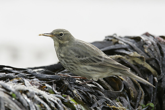 Rock Pipit