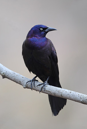 Common Grackle