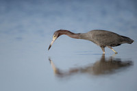 Little Blue Heron