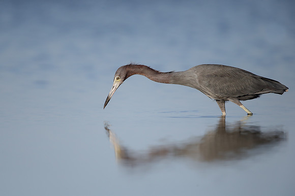 Little Blue Heron