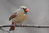 Northern Cardinal