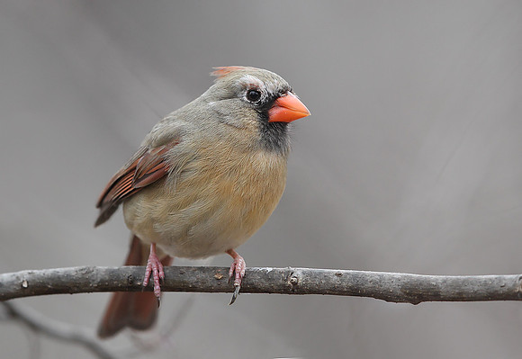 Northern Cardinal
