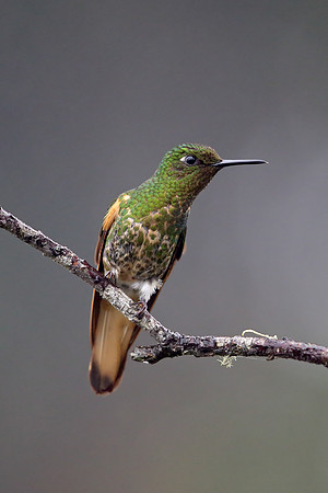 Buff-tailed Coronet