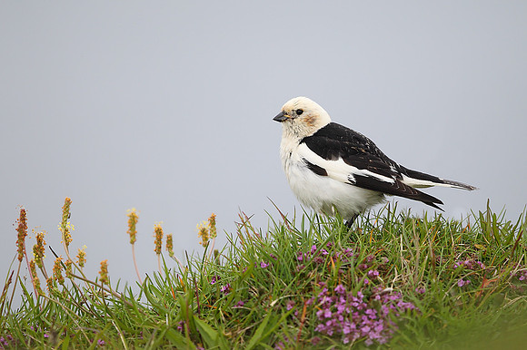 Snow Bunting