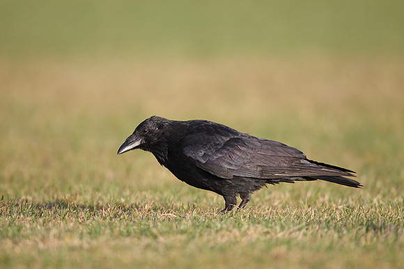 Crow