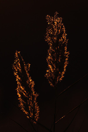 Reeds on Fire