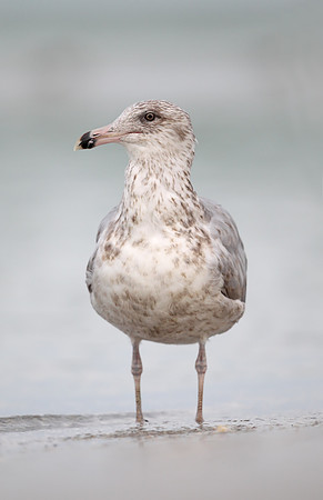 ​American Herring Gull