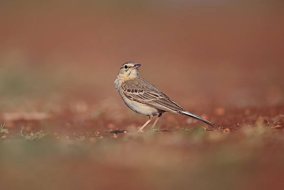 Tawny Pipit