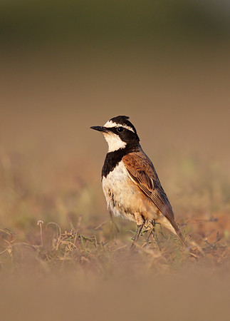 Capped Wheatear