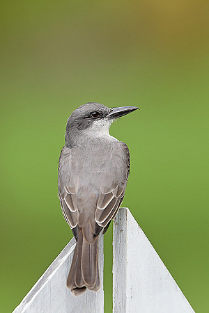 Grey Kingbird