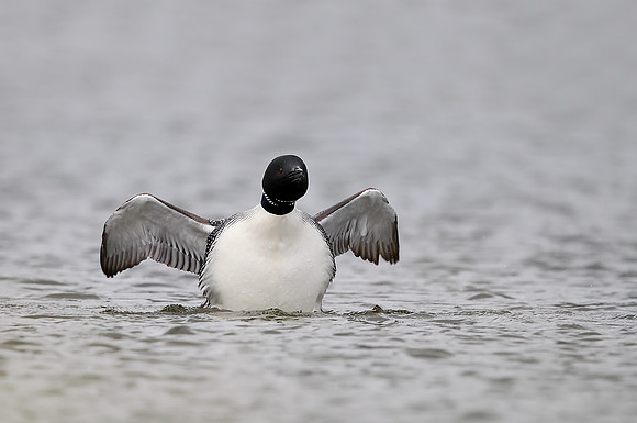 Great Northern Diver
