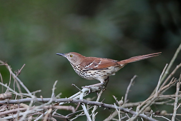 Brown Thrasher