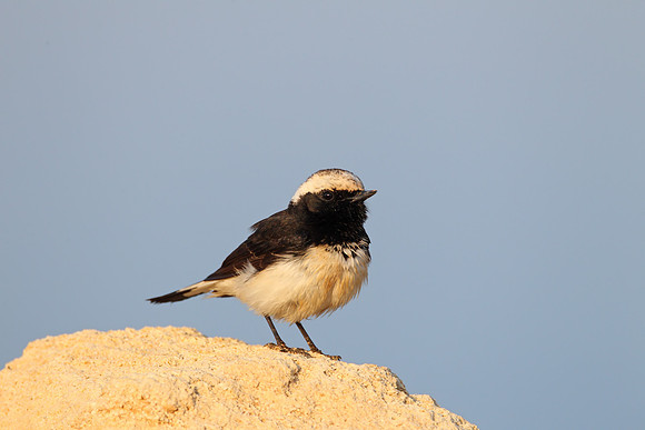 Cyprus Pied Wheatear