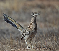 Greater Roadrunner