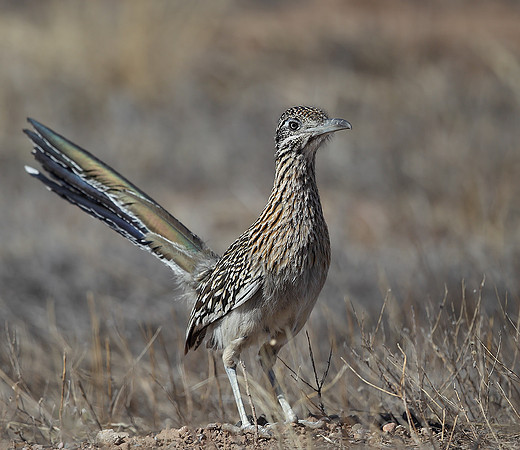 Greater Roadrunner