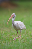 American White Ibis