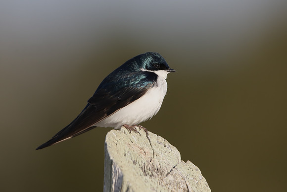 Tree Swallow