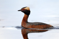Slavonian Grebe