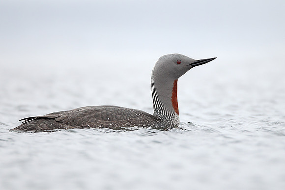 ​Red-throated Diver