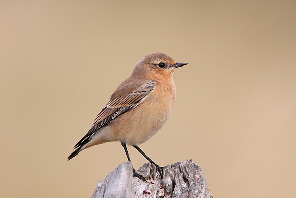Northern Wheatear