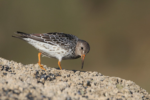 Purple Sandpiper
