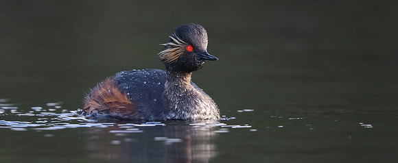 Black-necked Grebe