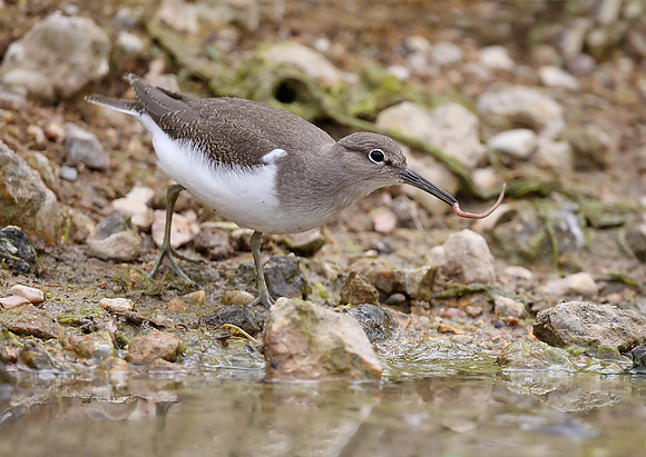 Common Sandpiper