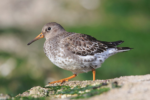 Purple Sandpiper