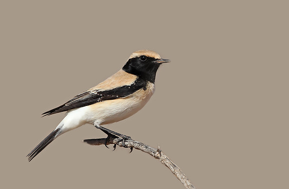 Desert Wheatear